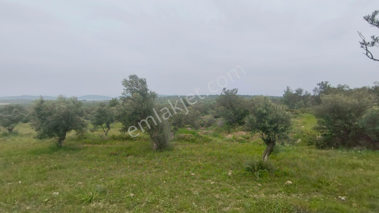 Cunda Adasında Satılık 12 Dönüm Deniz Manzaralı Zeytinlik - Görsel 6
