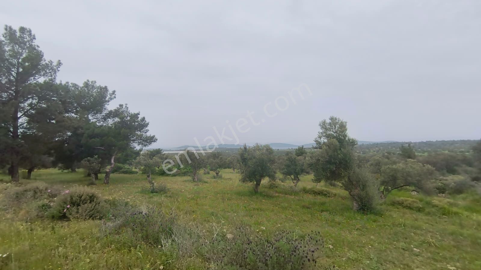 Cunda Adasında Satılık 12 Dönüm Deniz Manzaralı Zeytinlik - Görsel 3