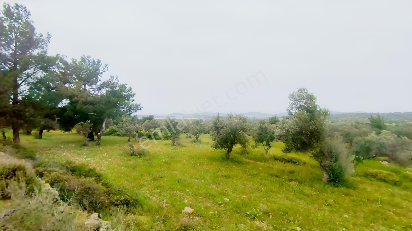 Cunda Adasında Satılık 12 Dönüm Deniz Manzaralı Zeytinlik - Görsel 7