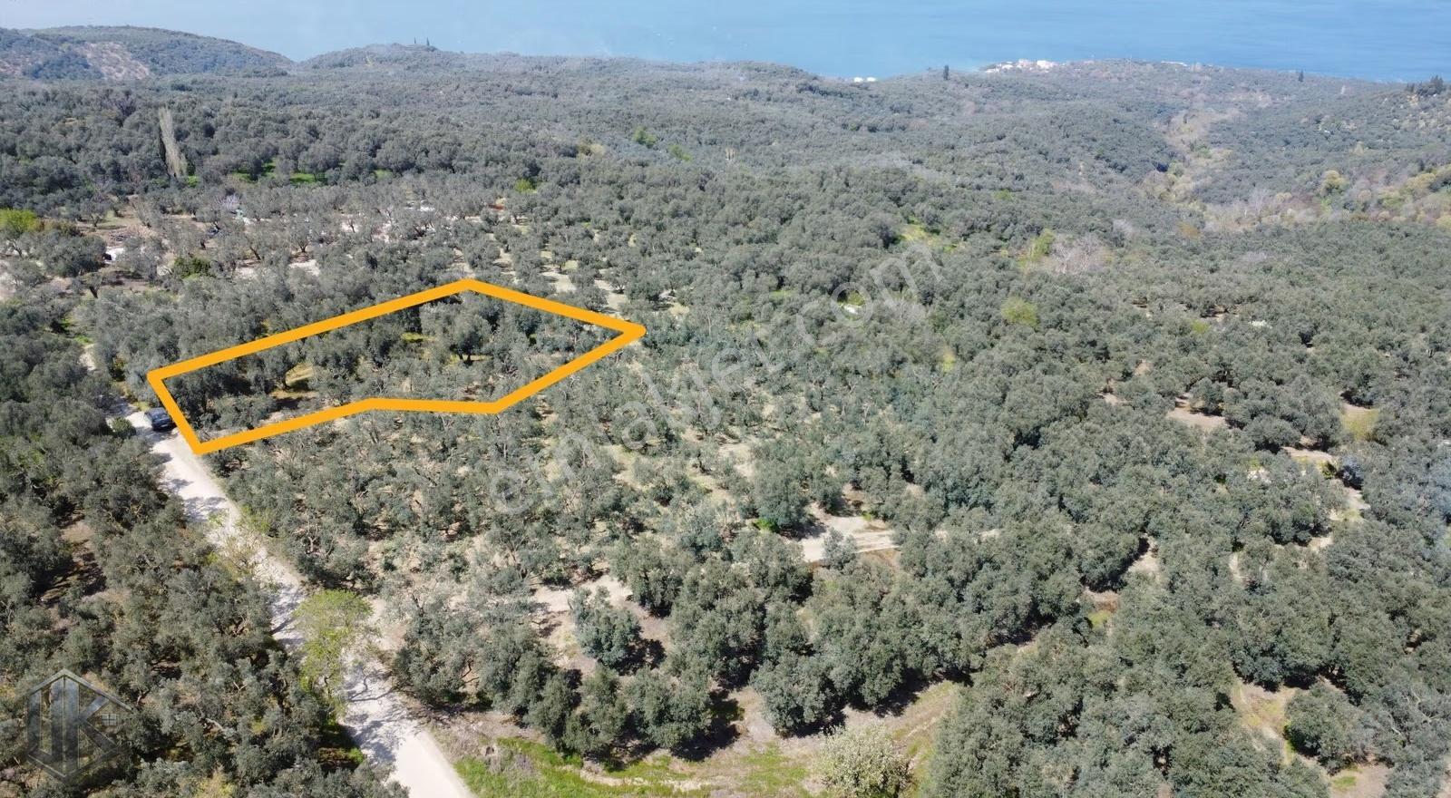 Bandırma Edincikte Deniz Manzaralı Satılık Zeytinlik - Görsel 2