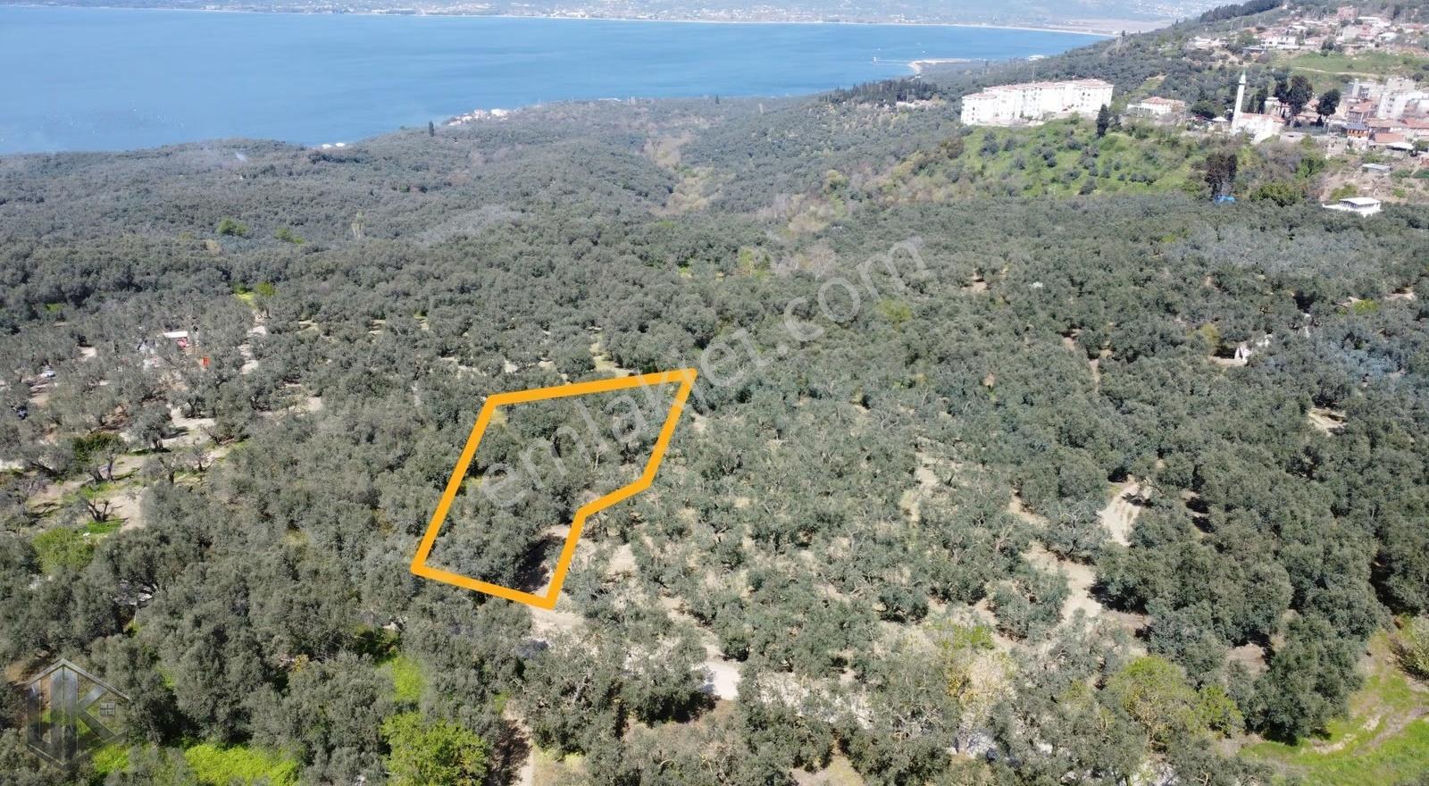 Bandırma Edincikte Deniz Manzaralı Satılık Zeytinlik - Görsel 5