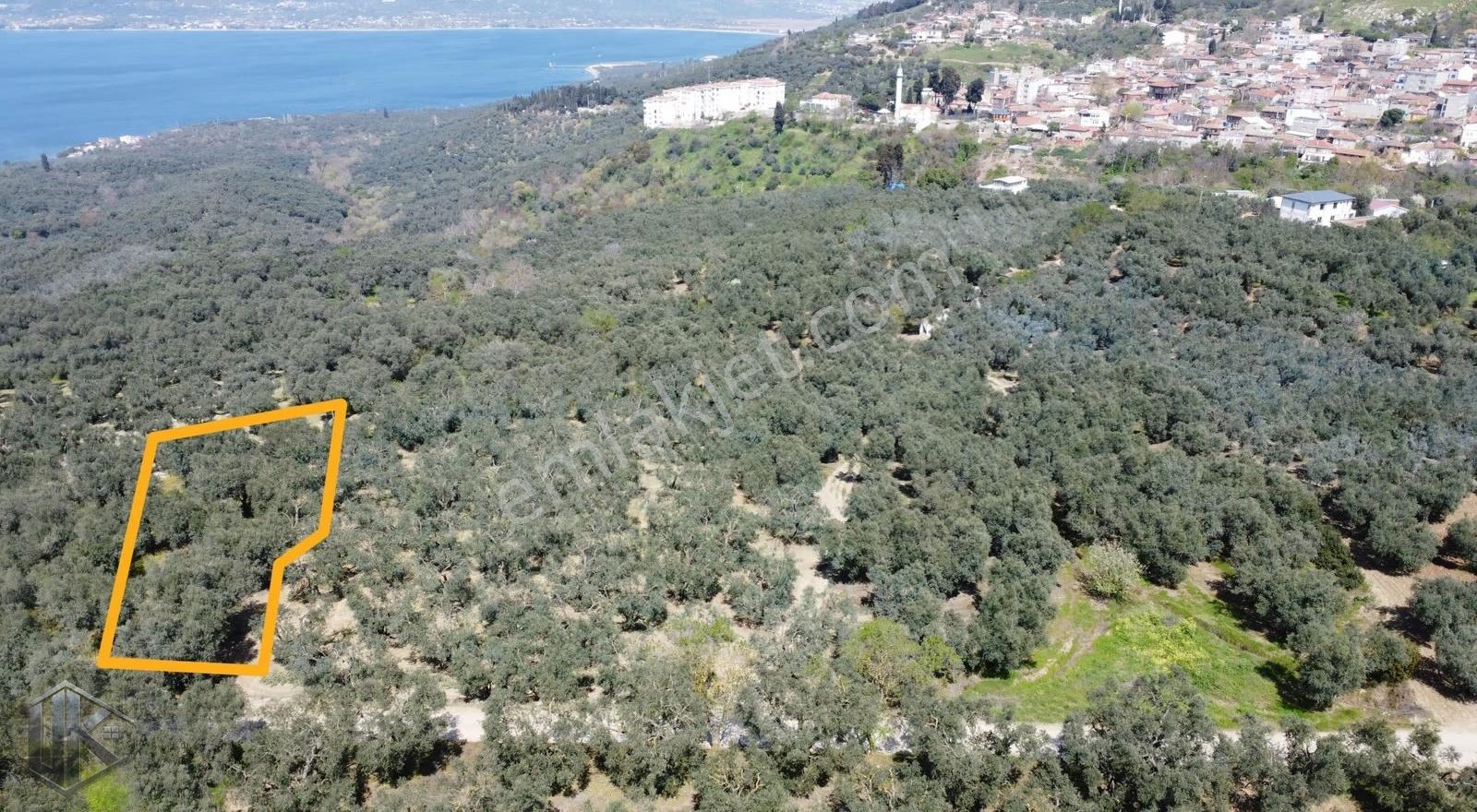 Bandırma Edincikte Deniz Manzaralı Satılık Zeytinlik - Görsel 4