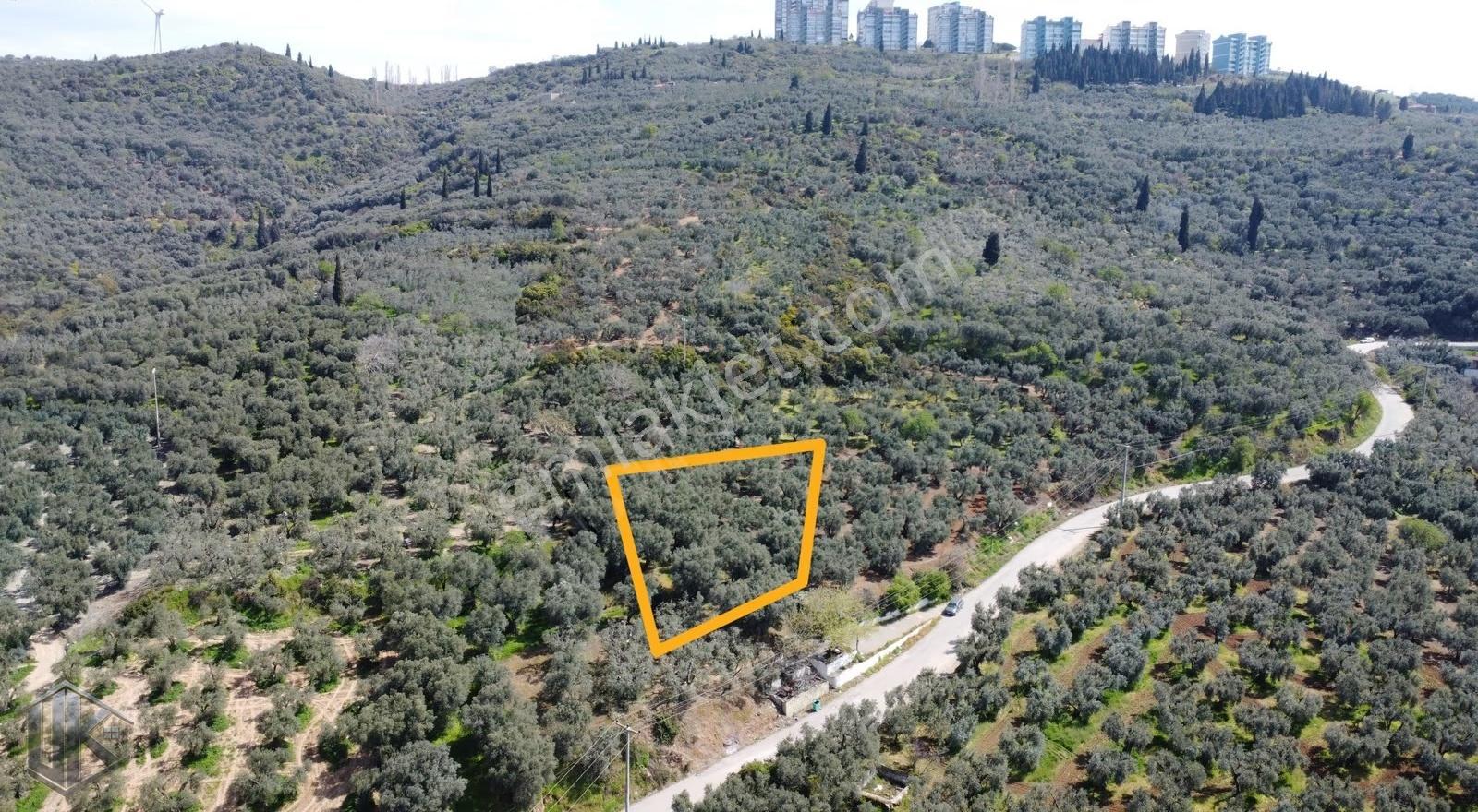 Edincikte Asfalt Yola Cepheli Deniz Manzaralı Zeytinlik - Görsel 3