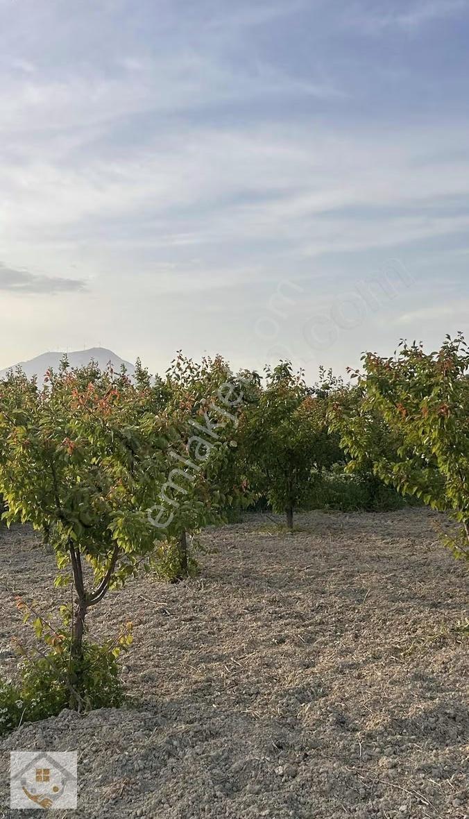Mirahorda Yatırımlık Kayısı Bahçesi - Görsel 4
