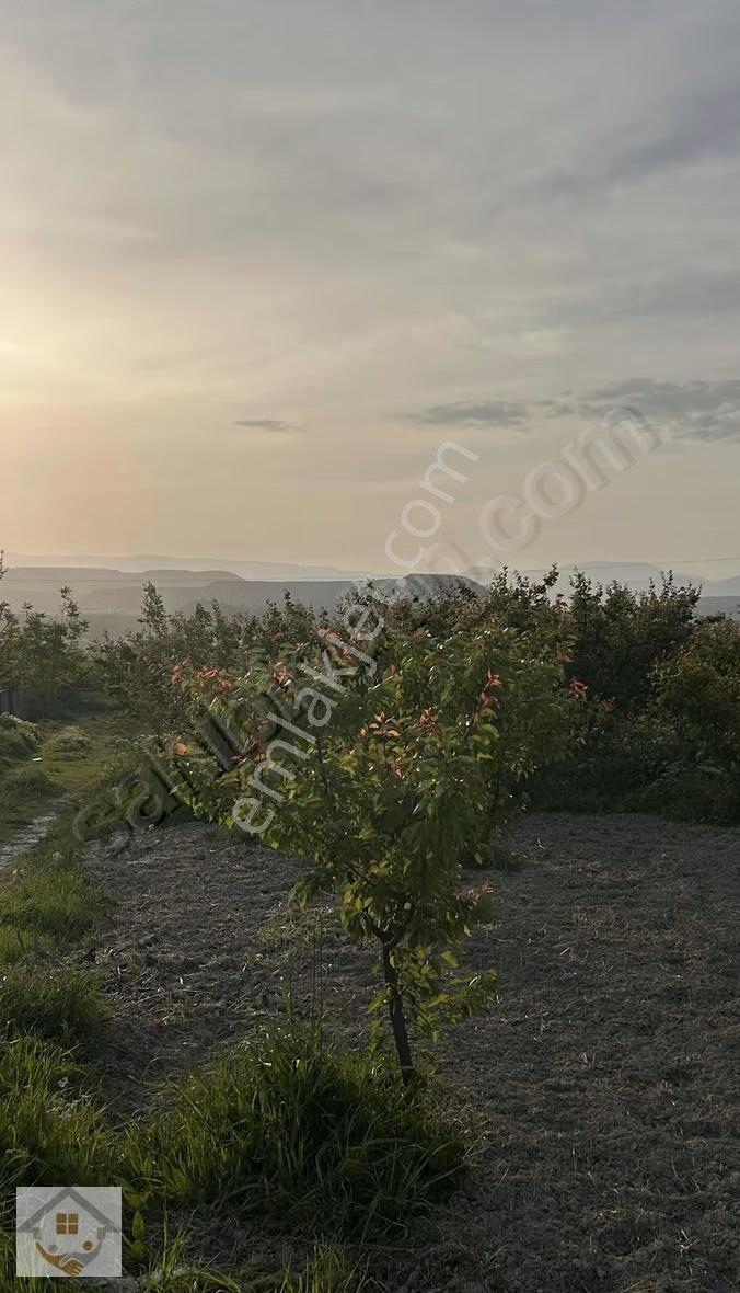 Mirahorda Yatırımlık Kayısı Bahçesi - Görsel 16