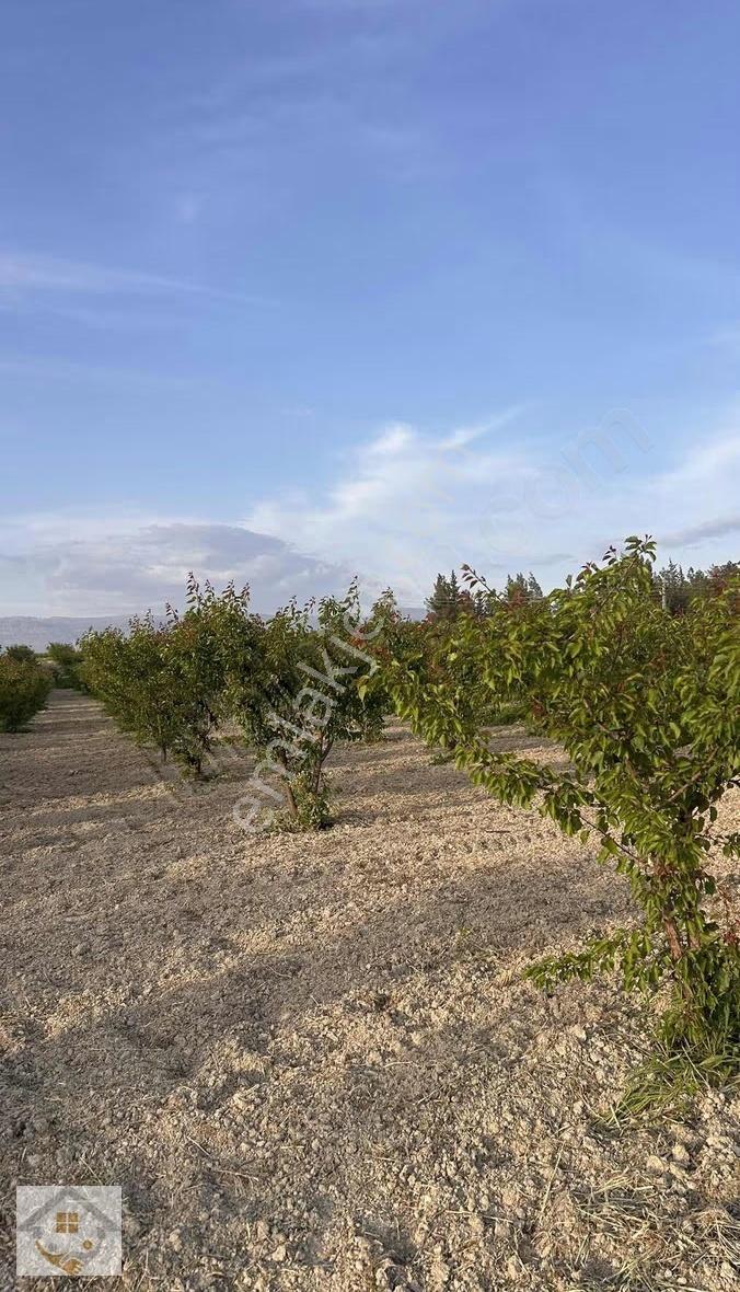 Mirahorda Yatırımlık Kayısı Bahçesi - Görsel 14