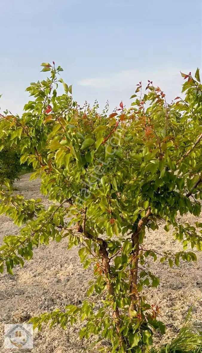 Mirahorda Yatırımlık Kayısı Bahçesi