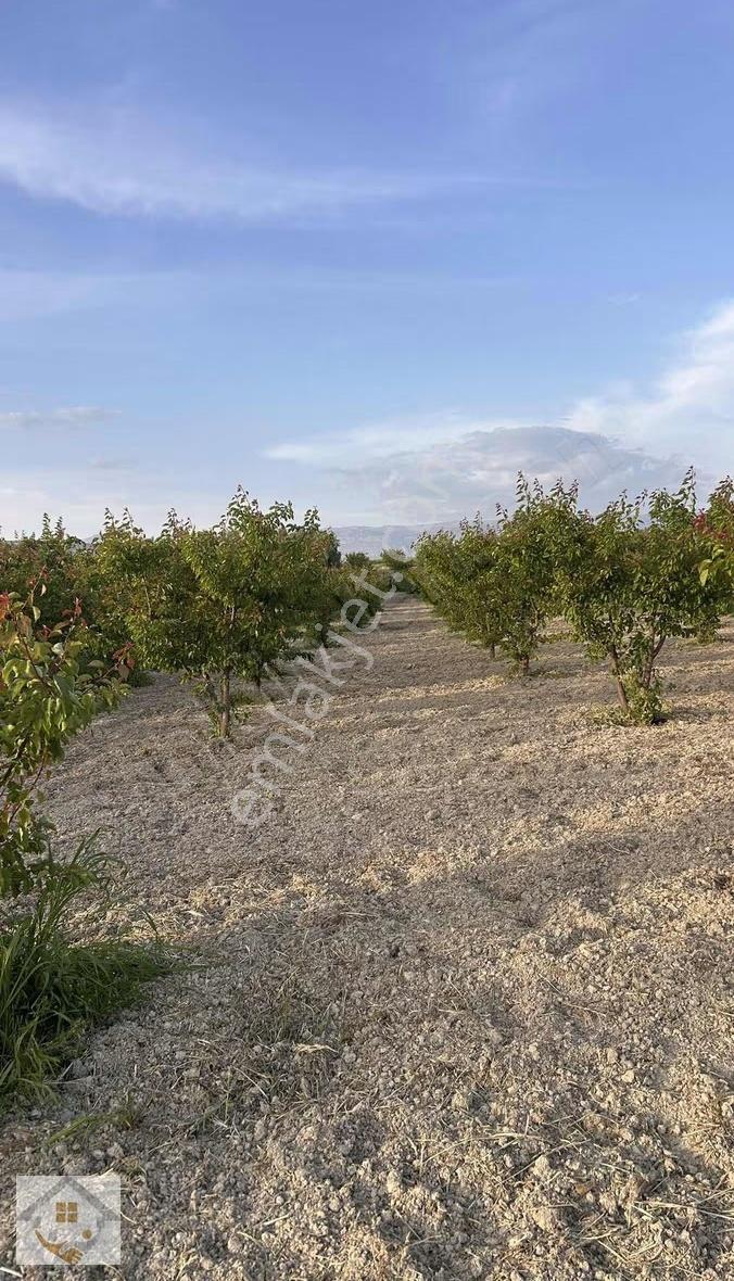 Mirahorda Yatırımlık Kayısı Bahçesi - Görsel 17