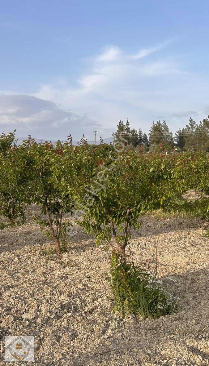 Mirahorda Yatırımlık Kayısı Bahçesi - Görsel 9
