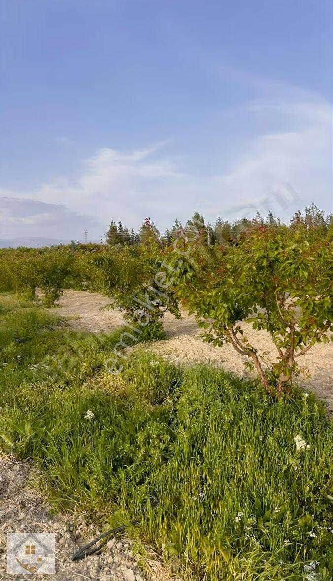 Mirahorda Yatırımlık Kayısı Bahçesi - Görsel 7