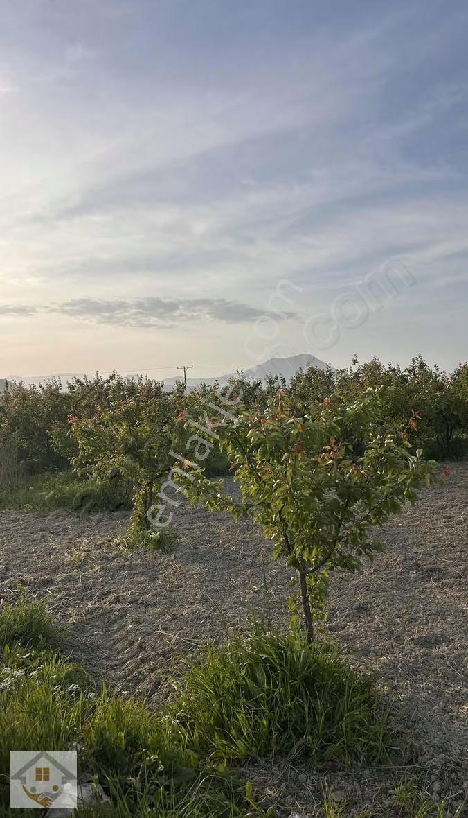 Mirahorda Yatırımlık Kayısı Bahçesi - Görsel 20