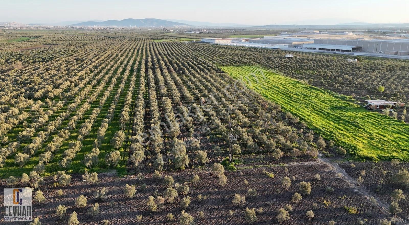 Satılık Zeytinlik Tarla Akhisar Zeytin İhtisas Osb Yakını - Görsel 10