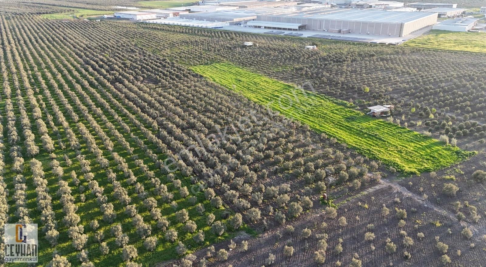 Satılık Zeytinlik Tarla Akhisar Zeytin İhtisas Osb Yakını - Görsel 16
