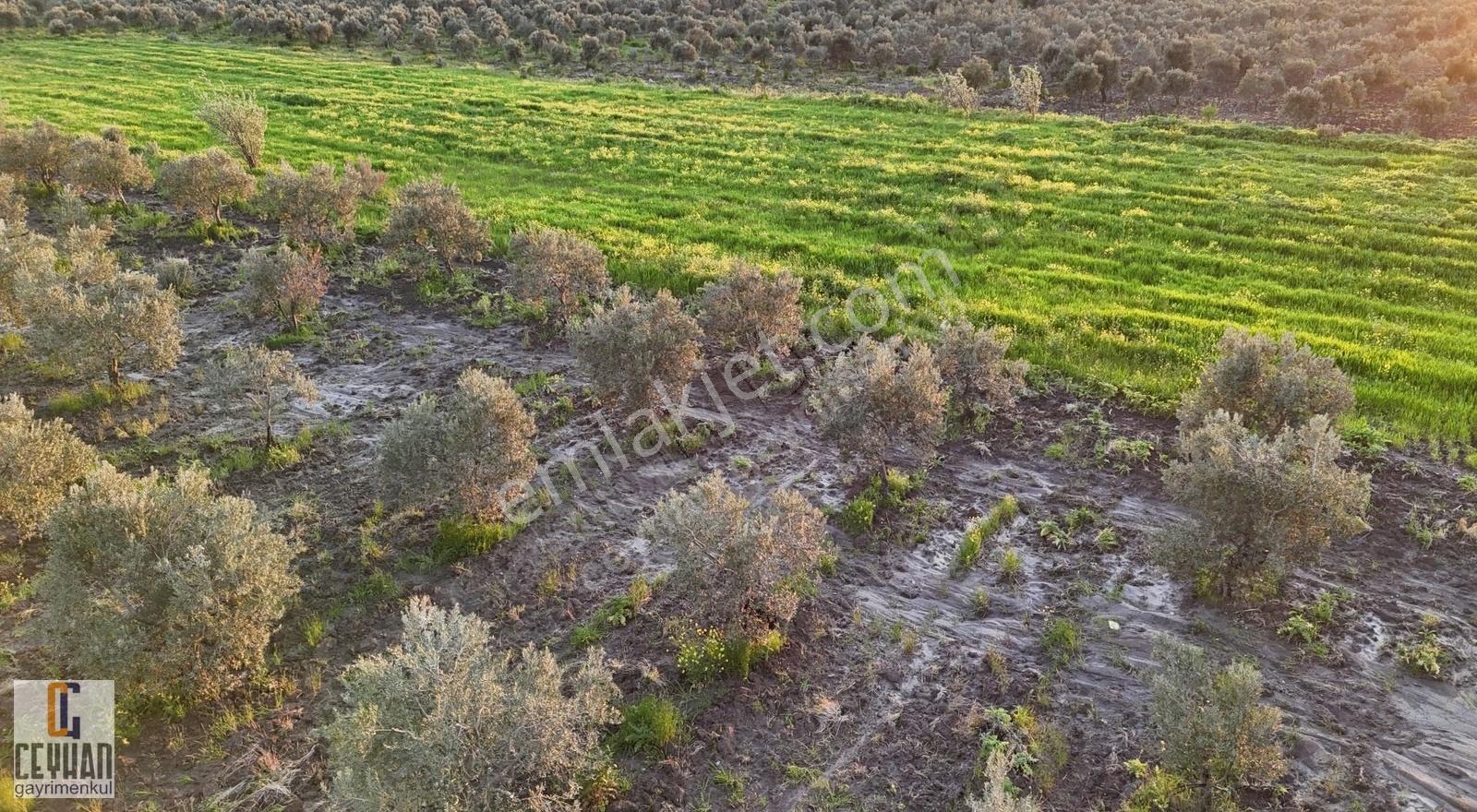 Satılık Zeytinlik Tarla Akhisar Zeytin İhtisas Osb Yakını - Görsel 5