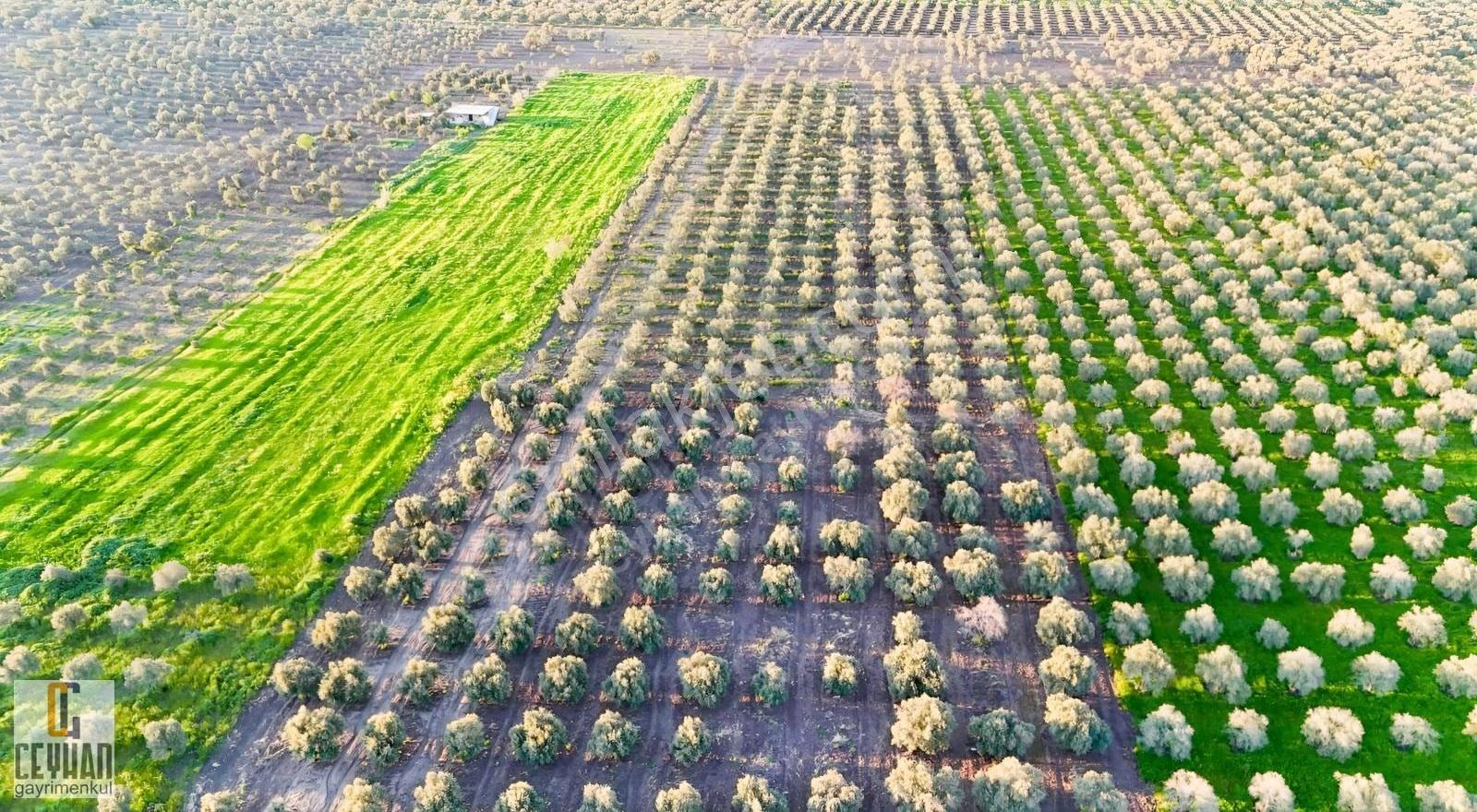 Satılık Zeytinlik Tarla Akhisar Zeytin İhtisas Osb Yakını - Görsel 7