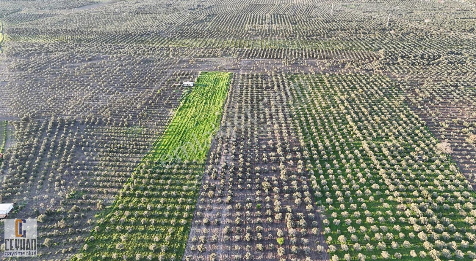 Satılık Zeytinlik Tarla Akhisar Zeytin İhtisas Osb Yakını
