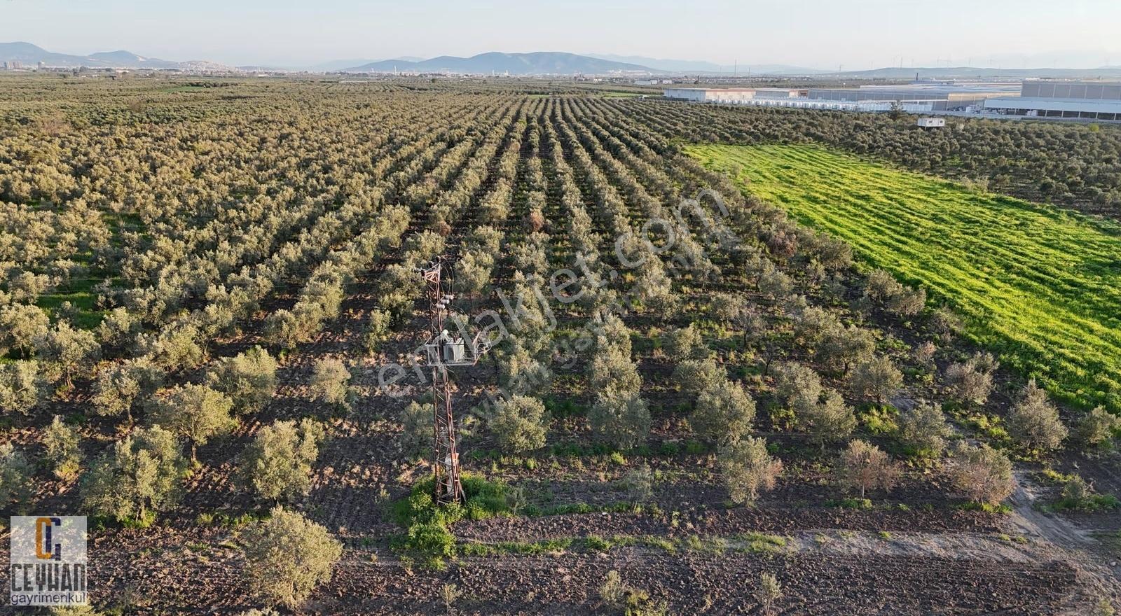 Satılık Zeytinlik Tarla Akhisar Zeytin İhtisas Osb Yakını - Görsel 6