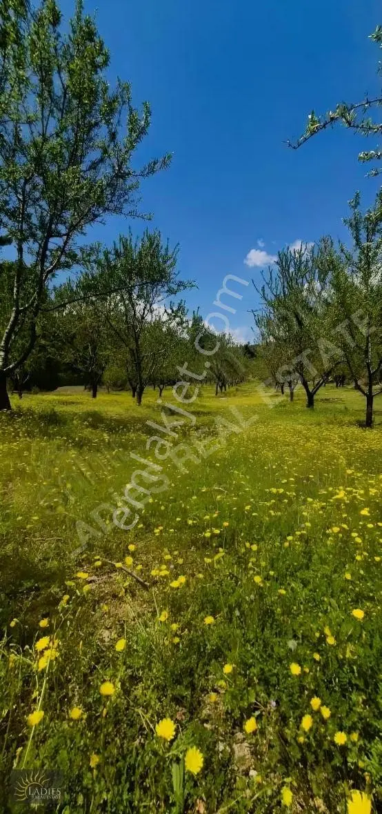 Ladies Gayrimenkulden Acıpayam Da 10.580m2 Badem Bahçesi