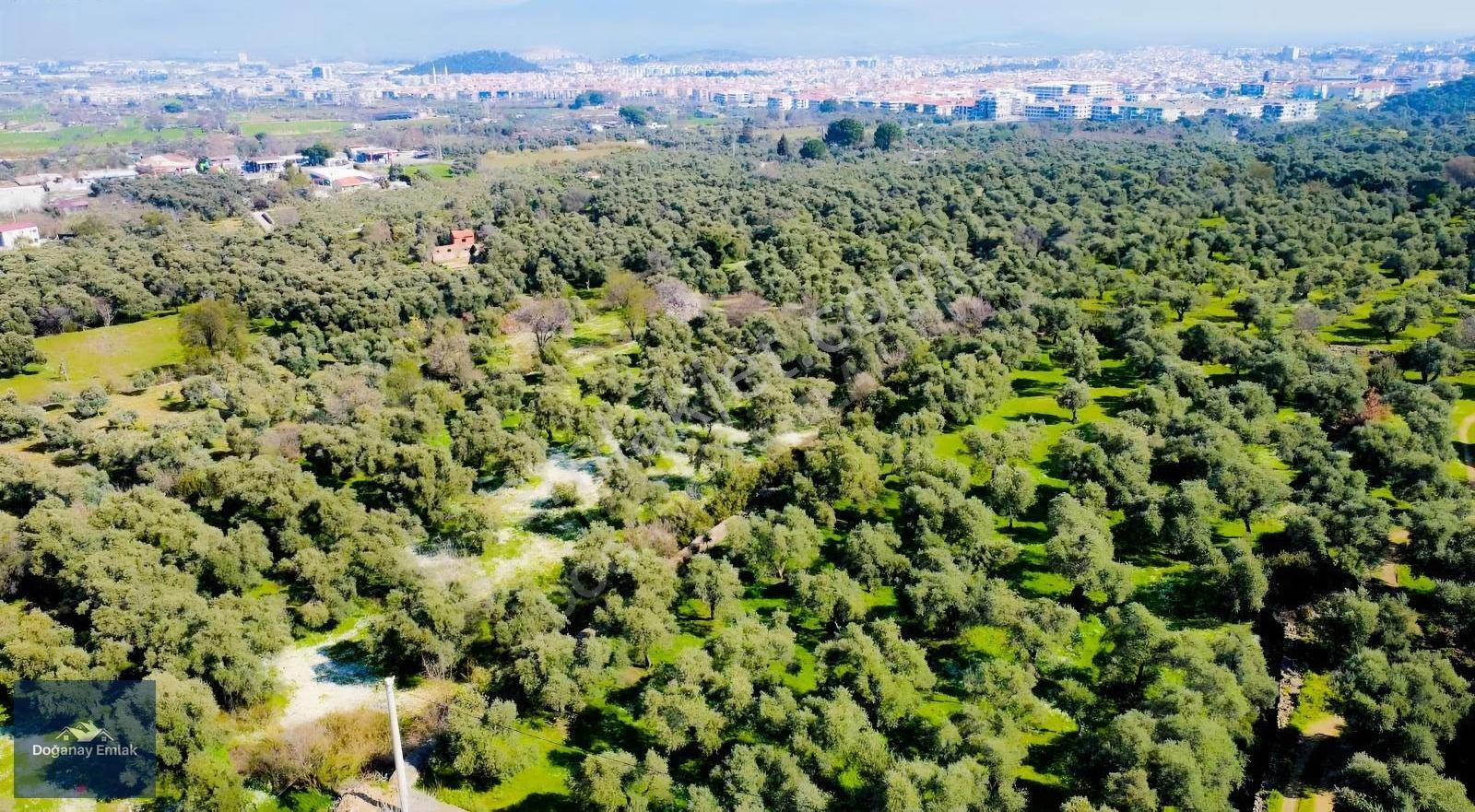 Doğanay Emlaktan Tire Turan Mah. İmar Sınırında Tarla - Görsel 7