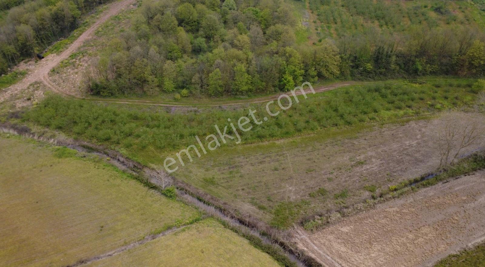 Satılık Yola Cephe7.246 M² Delisava Fındık Bahçesi Kaçmaz Fırsat - Görsel 2