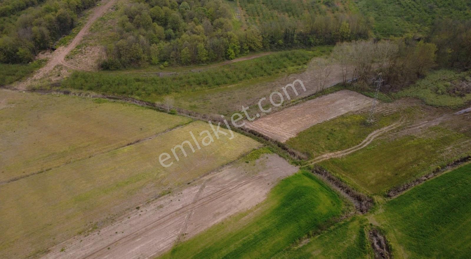 Satılık Yola Cephe7.246 M² Delisava Fındık Bahçesi Kaçmaz Fırsat - Görsel 3