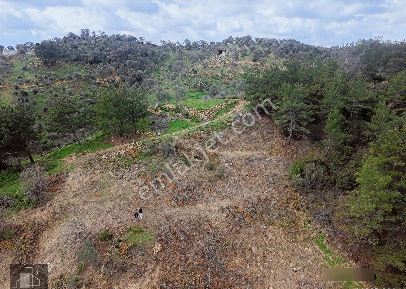 Seferihisar Orhanlıda Yola Cephe 2828 M² Zeytinlik | Yatırımlık - Görsel 4