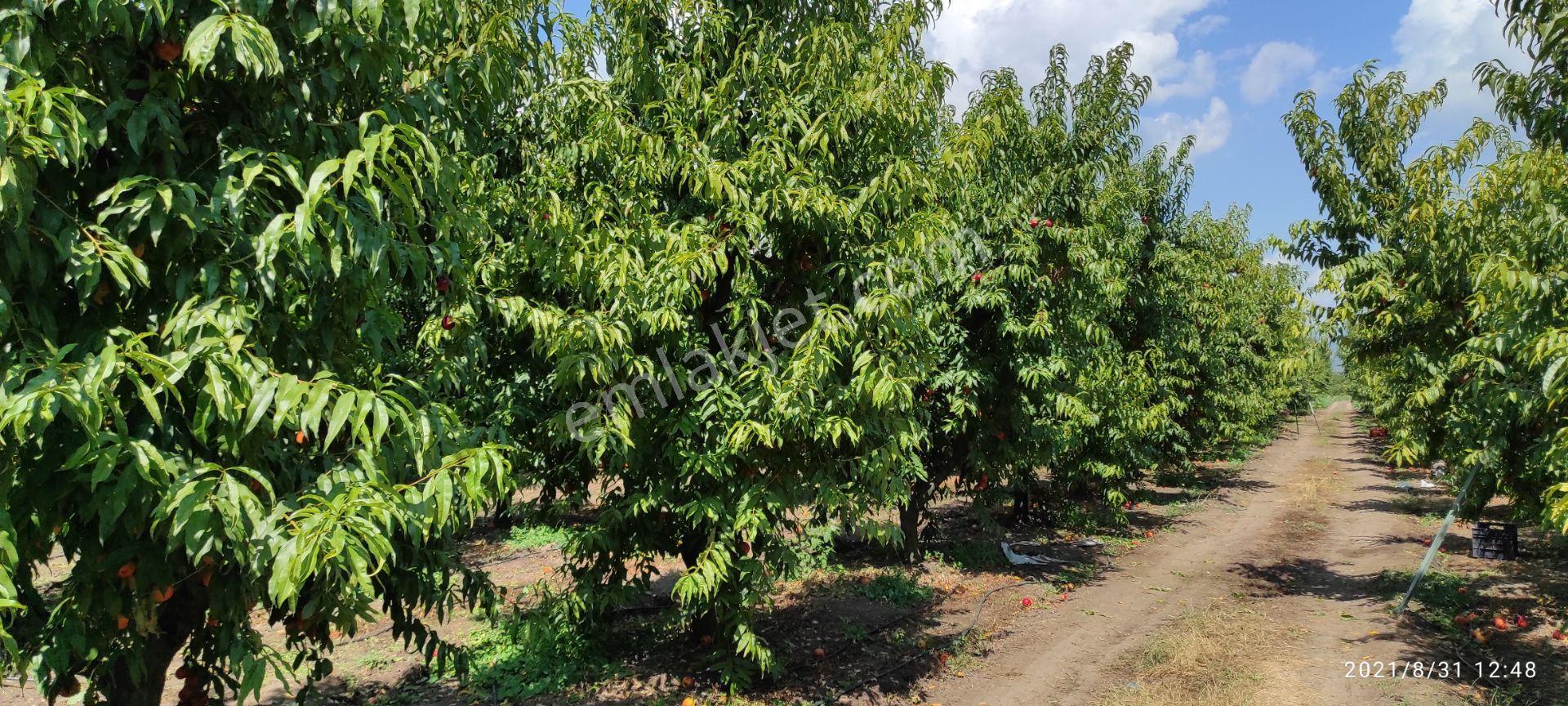 İznik Verimli Satılık Meyve Bahçesi - Productive Fruit Orchard İn İznik (nicaea) For Sale - Görsel 3