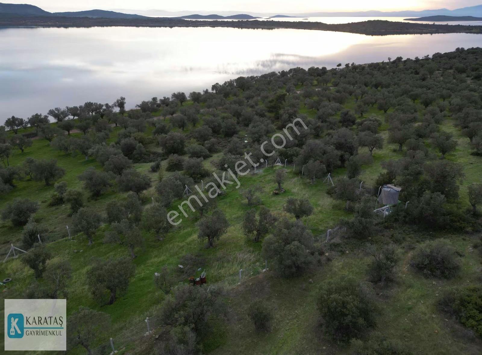 Cunda Adası | Pateriça Koyunda Deniz Manzaralı Zeytinlik - Görsel 14
