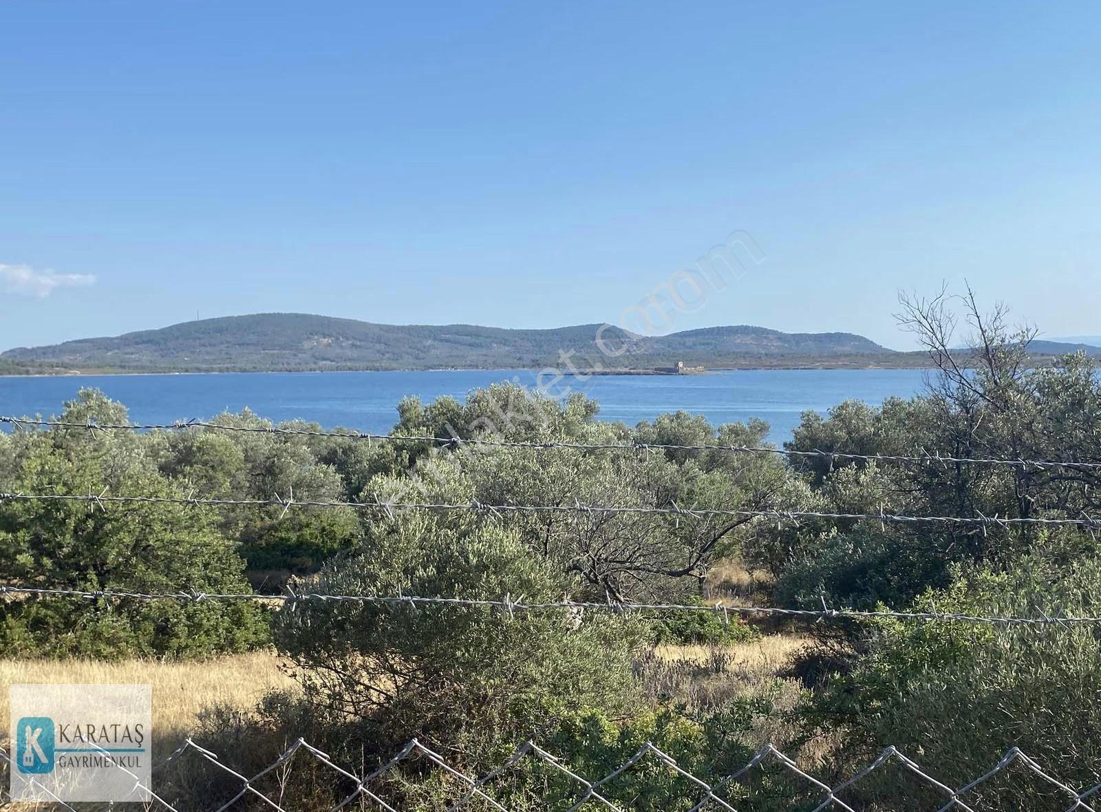 Cunda Adası | Pateriça Koyunda Deniz Manzaralı Zeytinlik - Görsel 4