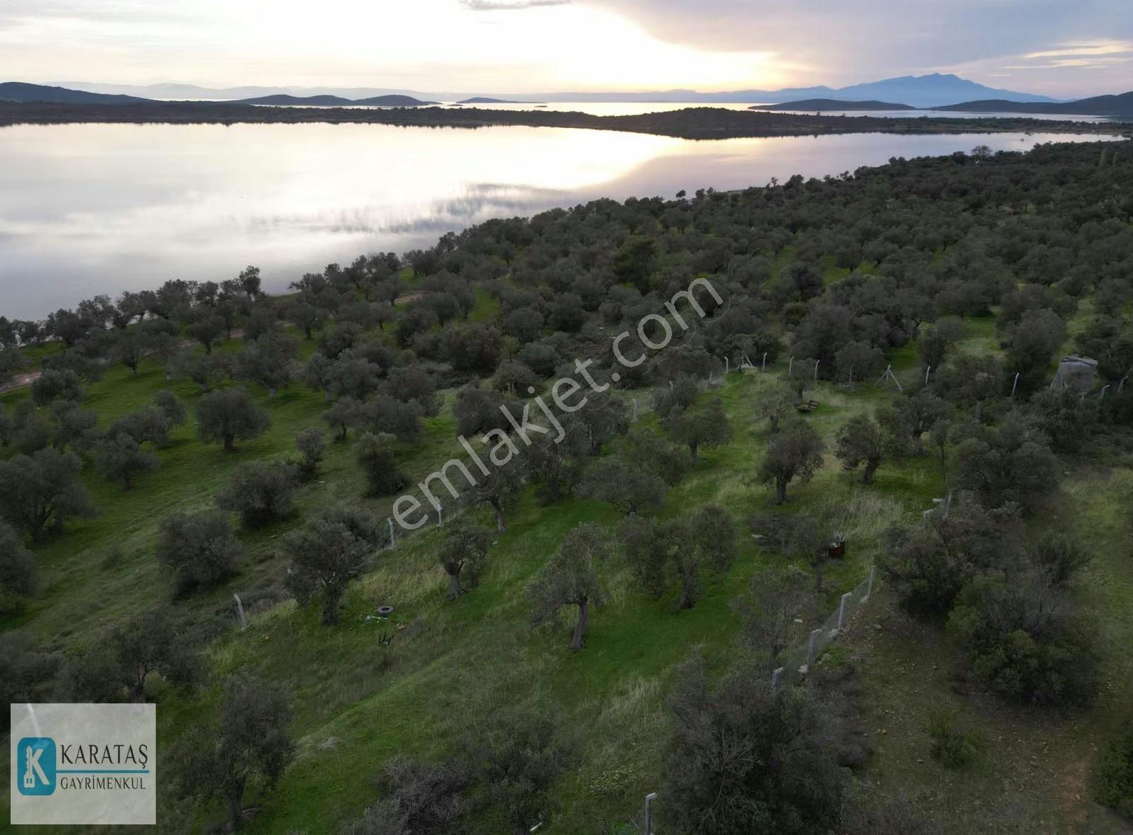 Cunda Adası | Pateriça Koyunda Deniz Manzaralı Zeytinlik - Görsel 7