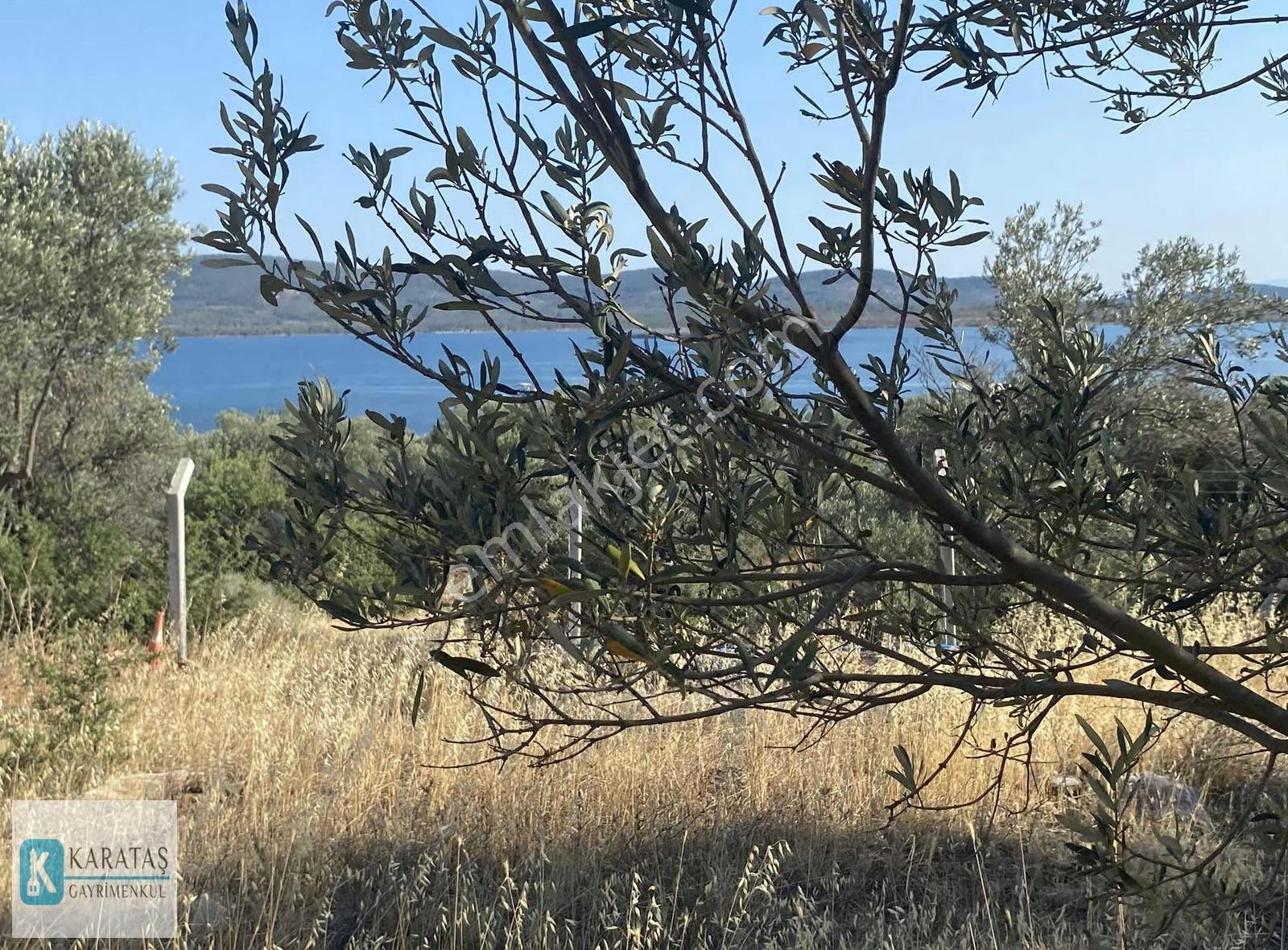 Cunda Adası | Pateriça Koyunda Deniz Manzaralı Zeytinlik - Görsel 18