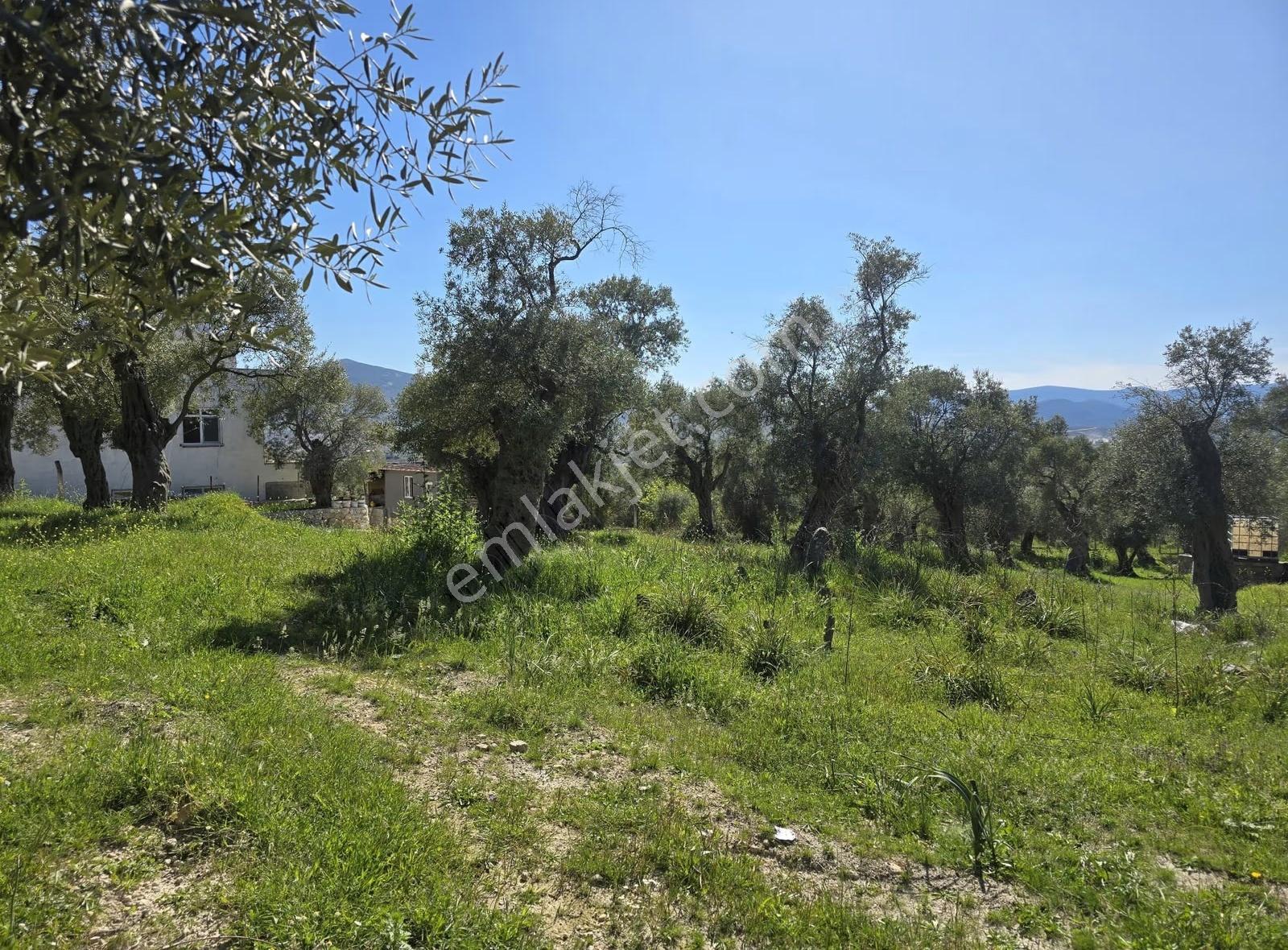 Muğla/ Milas/ Kırcağız Mahallesinde " 910 M2 " Köy İçi Zeytinlik - Görsel 6