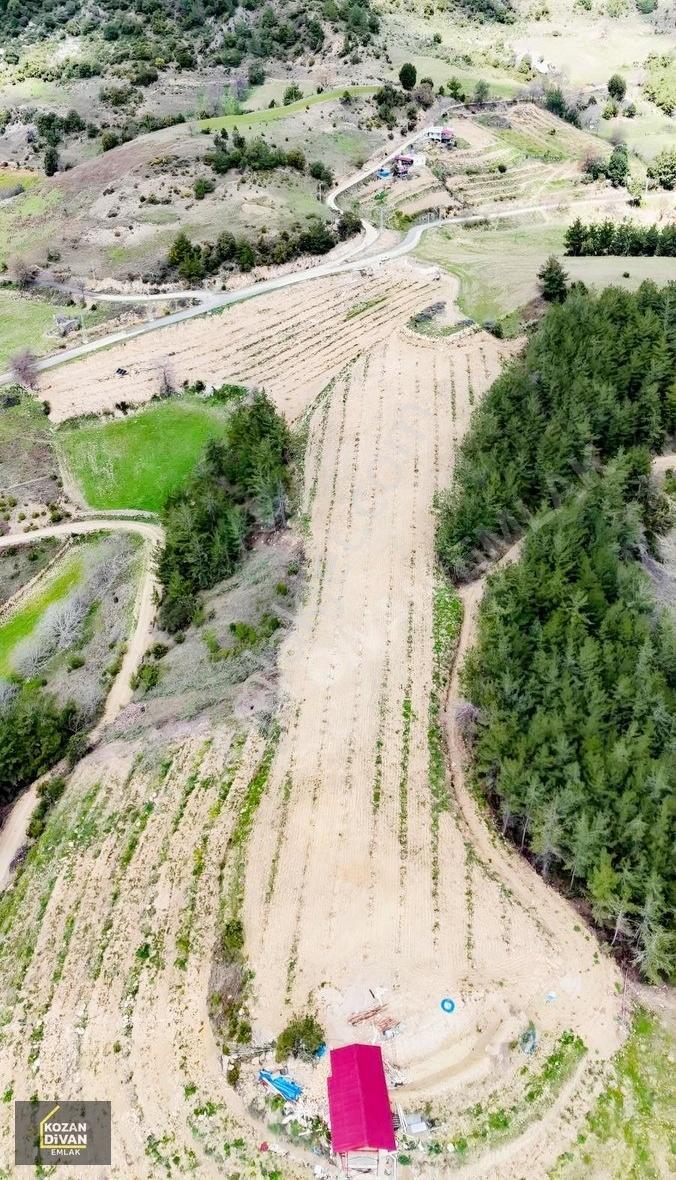 Kozan Divan Emlak'tan Karabucak'ta 16.837 M2 Hurma Bahçesi - Görsel 4