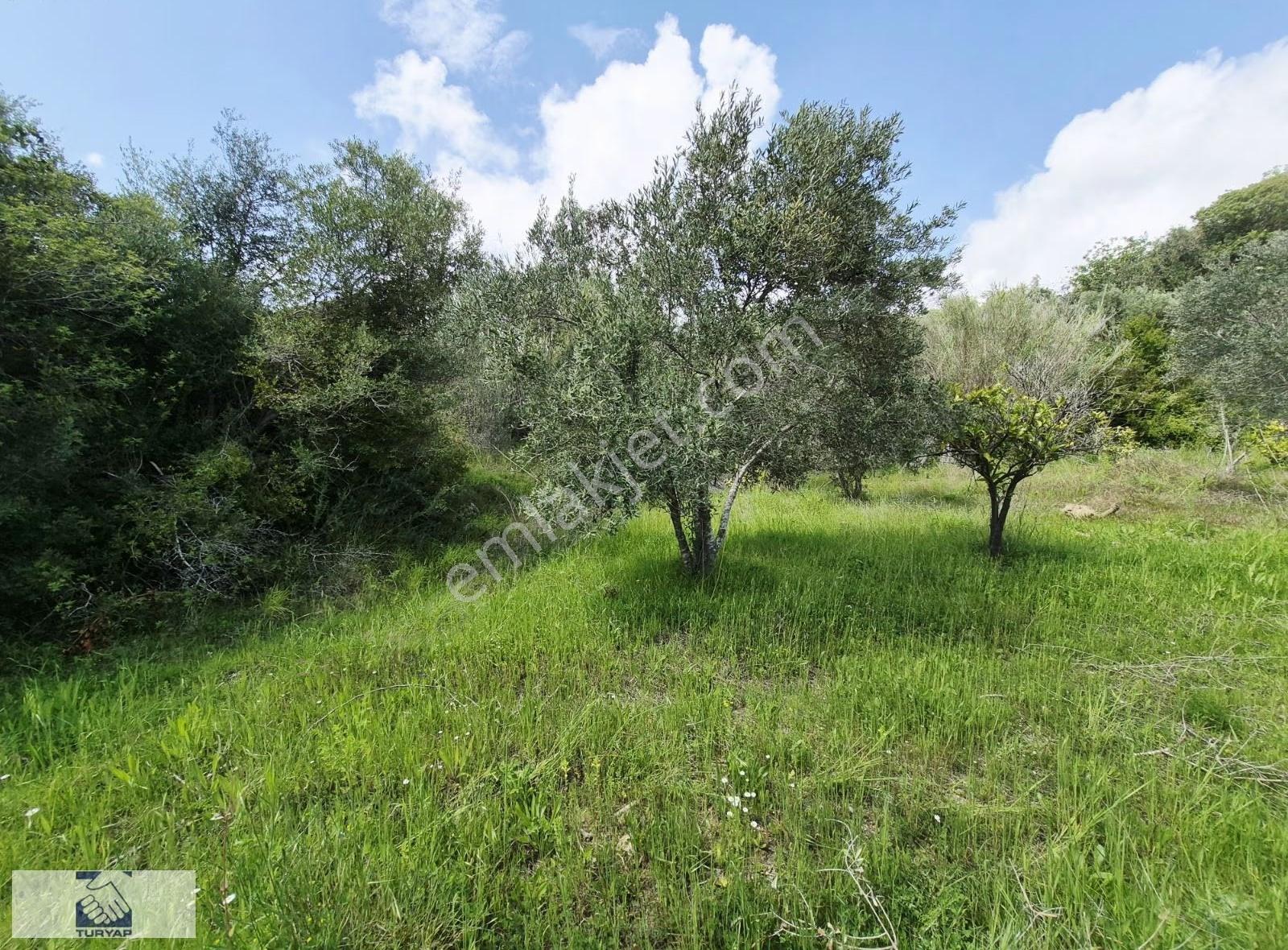 Manavgat Karacalar Köyiçinde 3.000m² İmarlı Arsa - Görsel 6