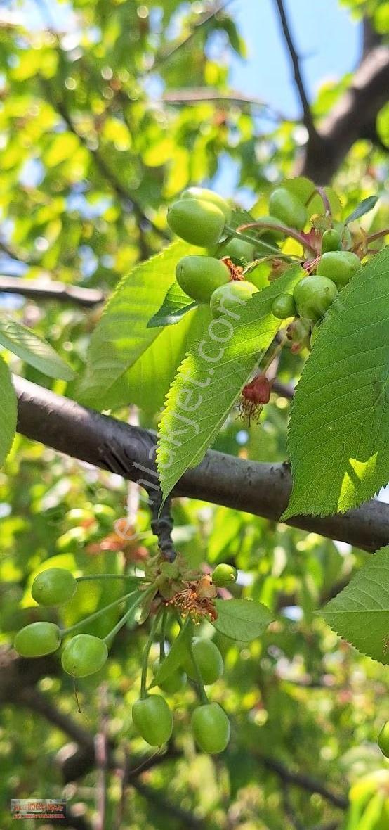 Bilginoğluemlaktan Kemalpaşa Ören Mahallesinde Satılık Bahçe - Görsel 16