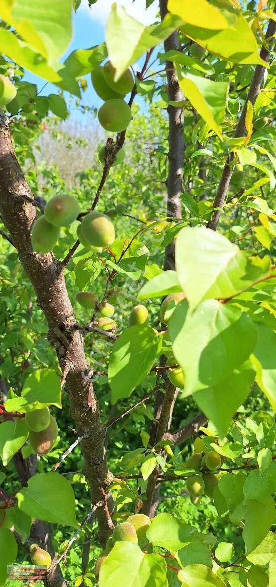 Bilginoğluemlaktan Kemalpaşa Ören Mahallesinde Satılık Bahçe - Görsel 9