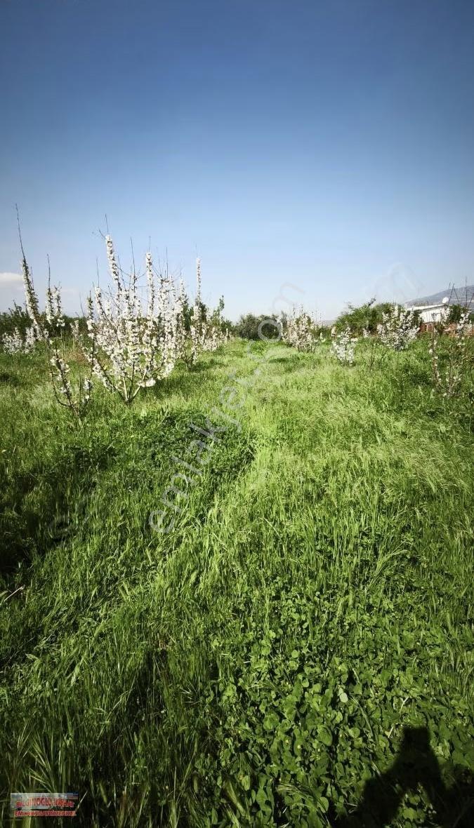 Bilginoğluemlaktan Kemalpaşa Ören Mahallesinde Satılık Bahçe - Görsel 7