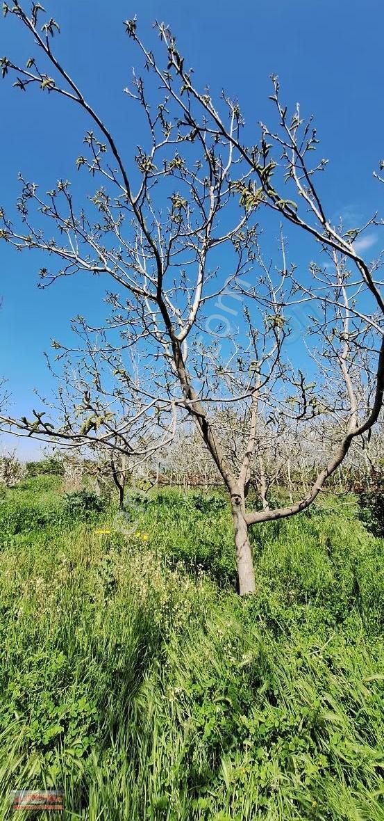 Bilginoğluemlaktan Kemalpaşa Ören Mahallesinde Satılık Bahçe - Görsel 3