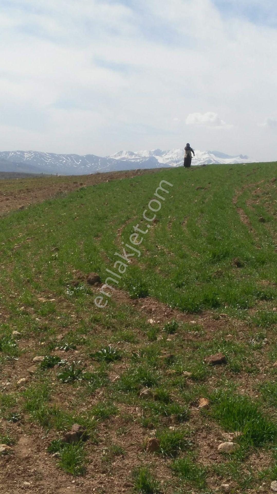 ...satılık... Kayseri Pınarbaşı... - Görsel 4