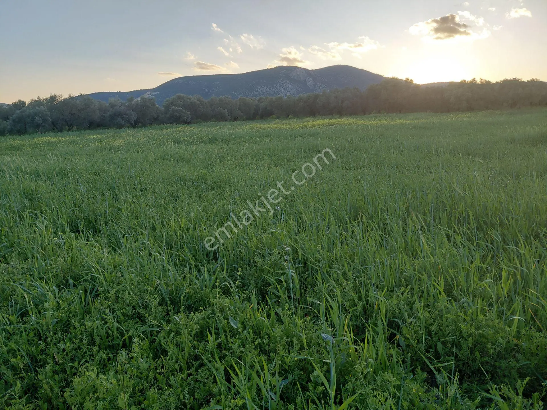 Akhisar Sakarkaya Da Satılık 4.316 M2 Boş Tarla 900.000 Tl - Görsel 5