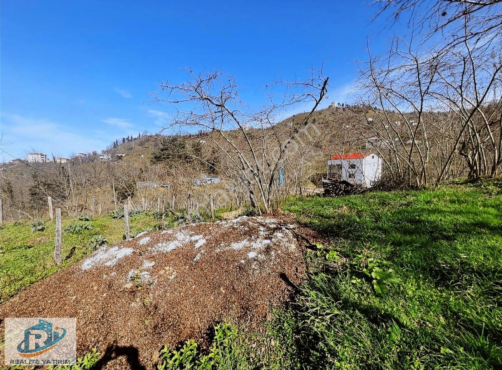 Giresun Merkez Alınca Köyün'de Satılık 16 Dönüm Fındık Bahçesi - Görsel 8