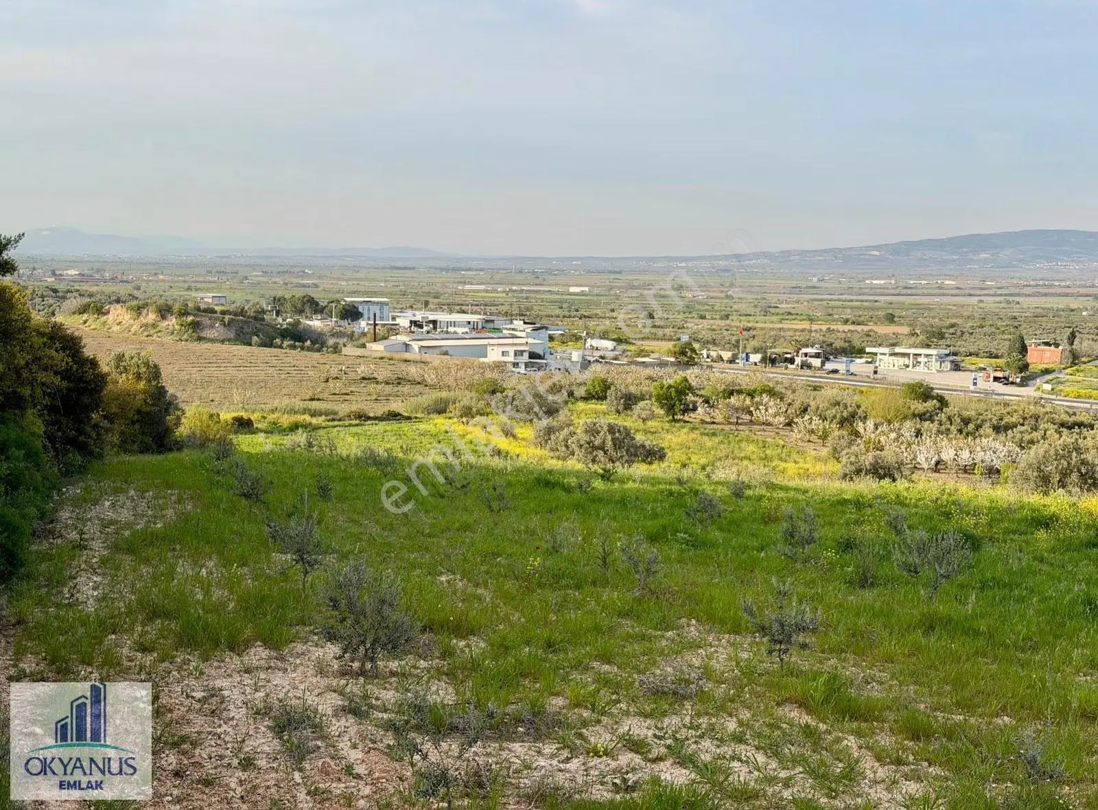 11.000 M2 Zeytinlik, Turgutlu Asfaltında, K.yoluna 50 Mt Cepheli - Görsel 3