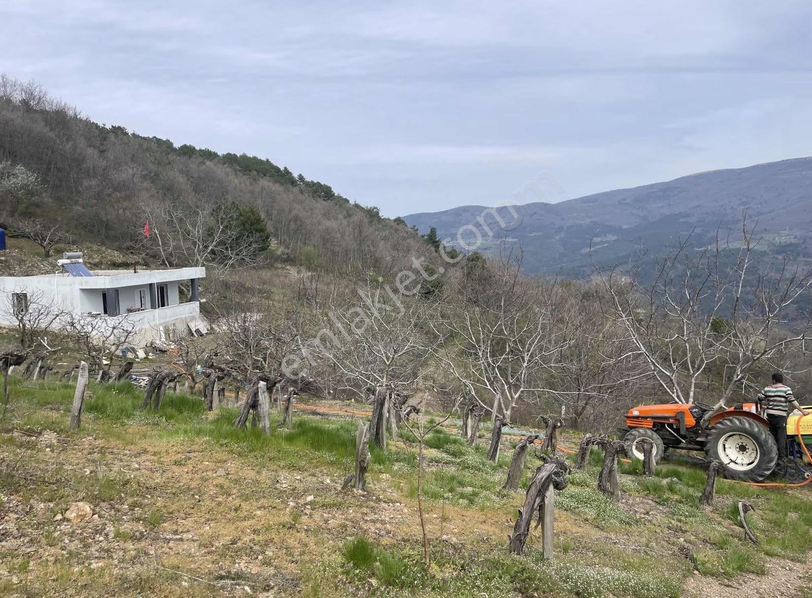 İzmir Bayındır Kızılobada Çeşitli Meyve Bahçesi - Görsel 24