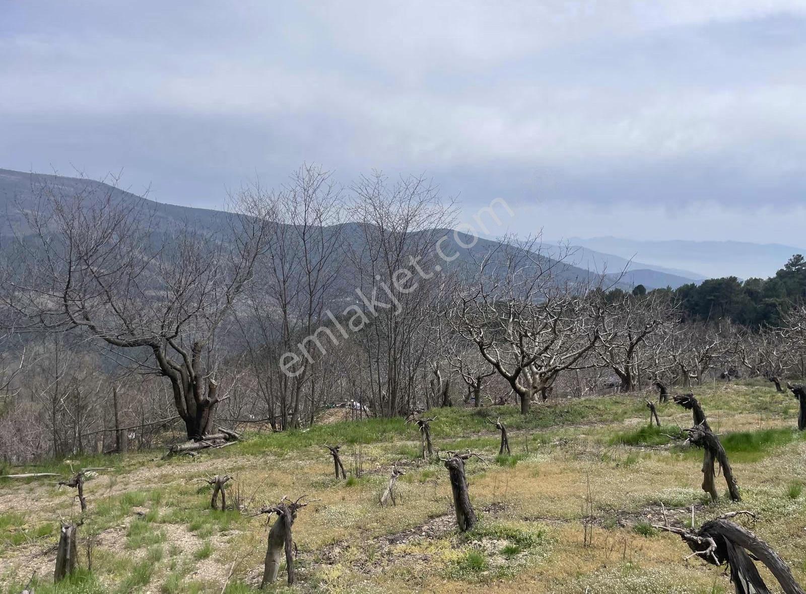 İzmir Bayındır Kızılobada Çeşitli Meyve Bahçesi - Görsel 26