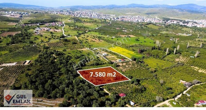 Seferihisar'ın Kıymetli Lokasyonunda 7.580 M2 Mandalina Bahçesi - Görsel 4
