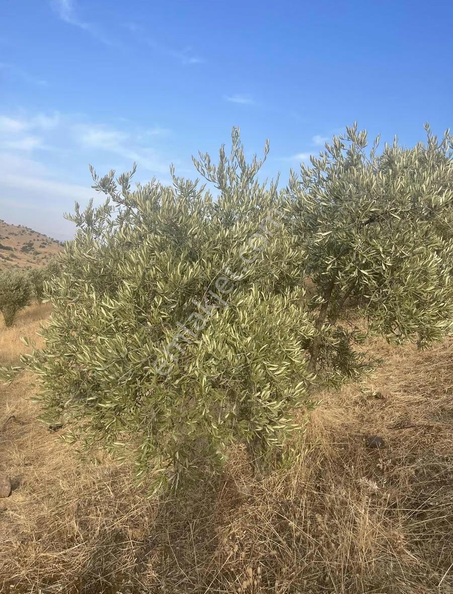 İzmir Ödemiş Bozcayaka Da Mükemmel Zeytinlik - Görsel 14