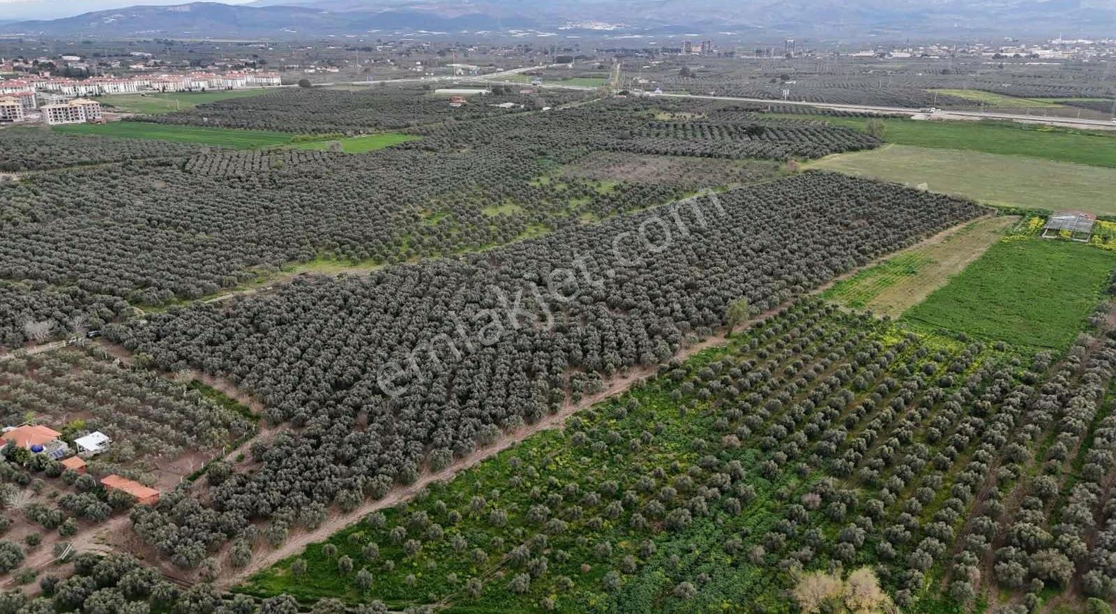 Acil! Yatırımlık 41 Dönüm 1500 Ağaçlı Toki Ve Garaj Dibinde - Görsel 9