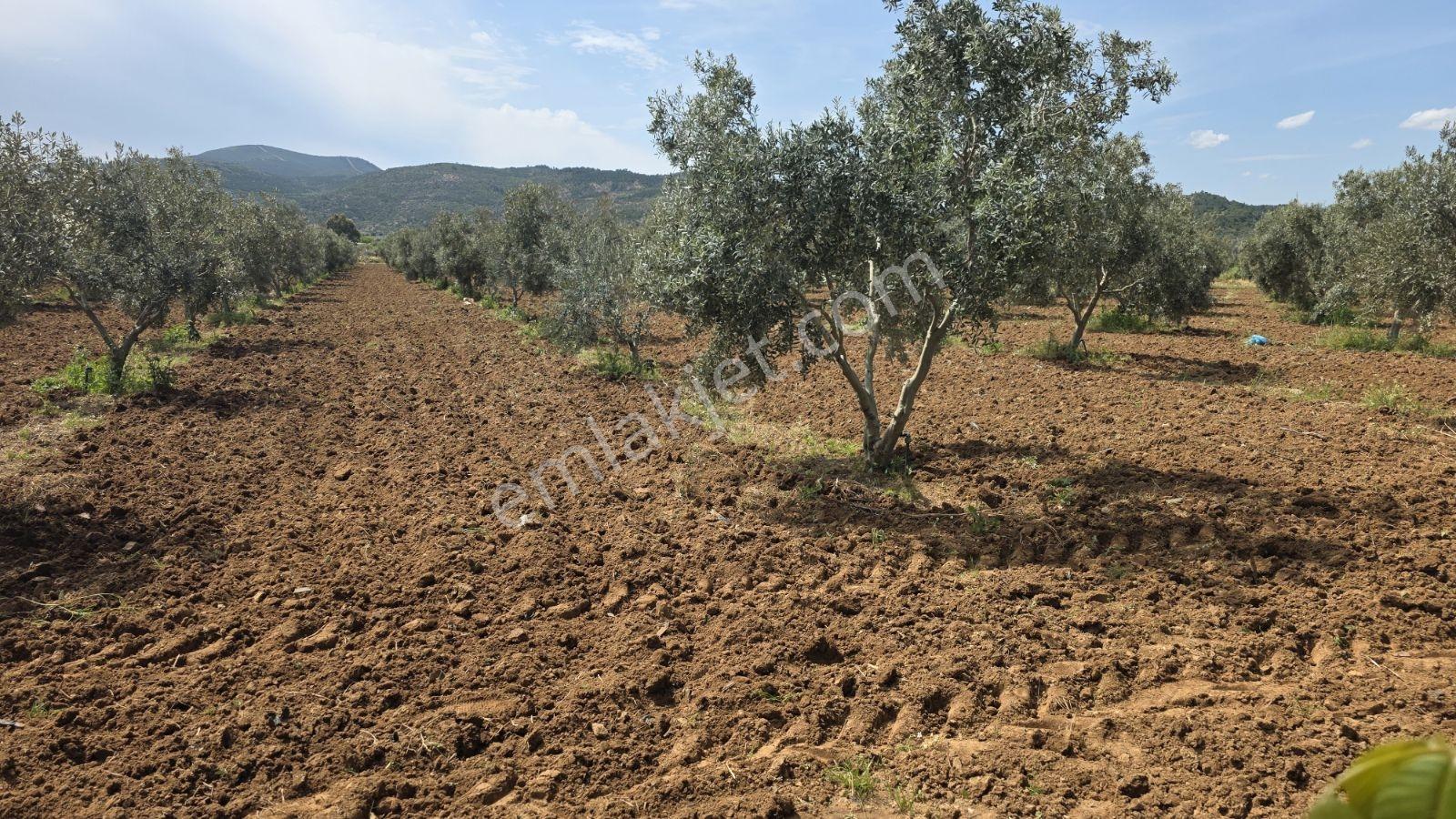 Menderes Develi,küner Mah. 300m2 Satılık Bahçeler
