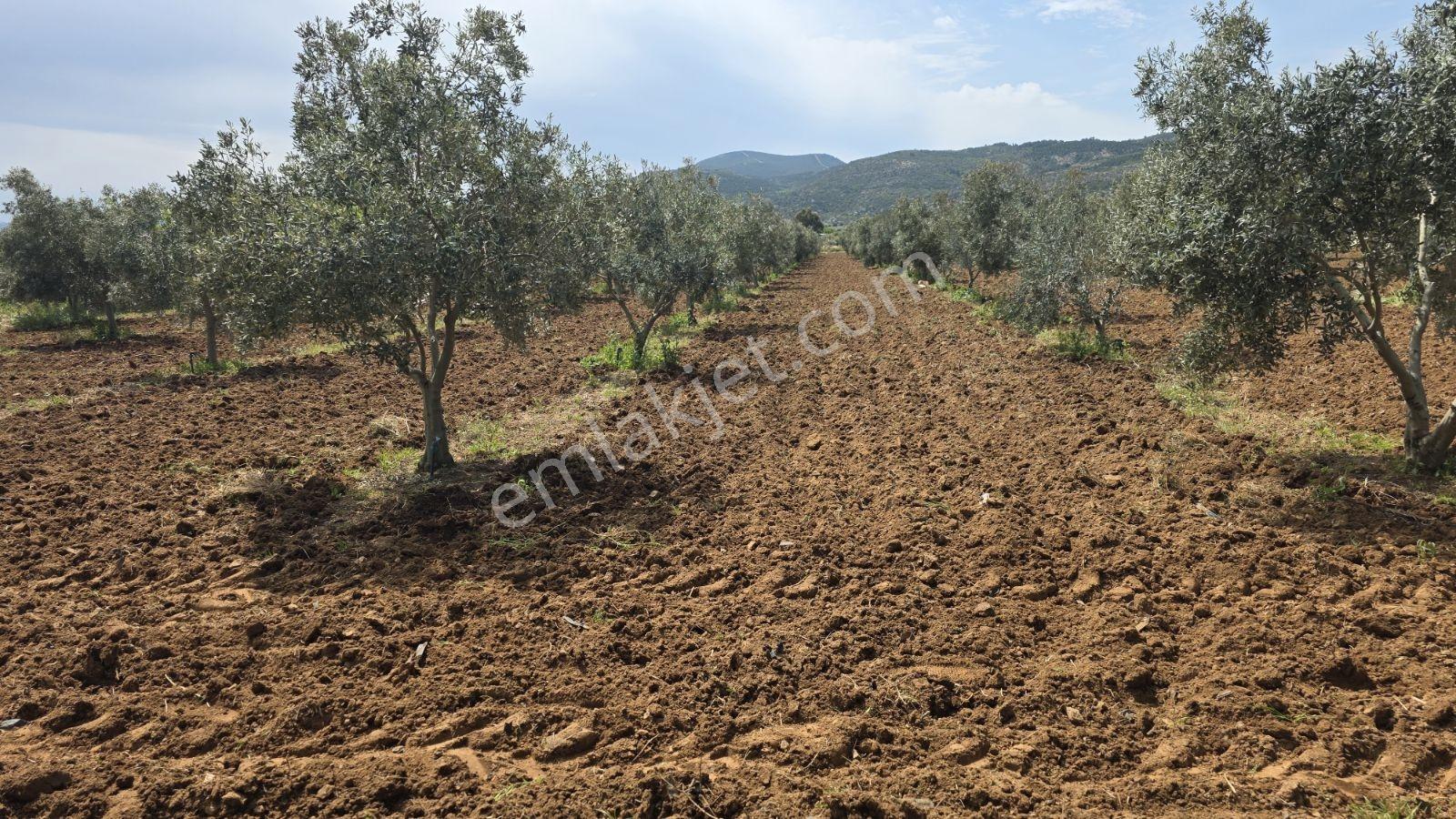 Menderes Develi,küner Mah. 300m2 Satılık Bahçeler - Görsel 10
