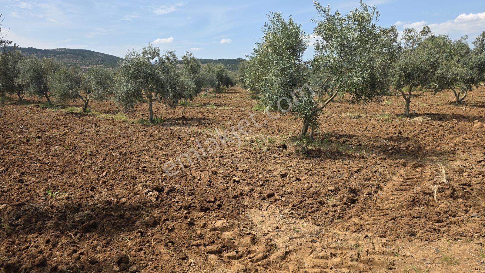 Menderes Develi,küner Mah. 300m2 Satılık Bahçeler - Görsel 8